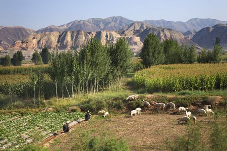 Chinese Farmers Peasants Tending Herding Sheep on farm crops with corn and mountains Lanzhou, Gansu Province China 

Please note no recognizable human face.の写真素材