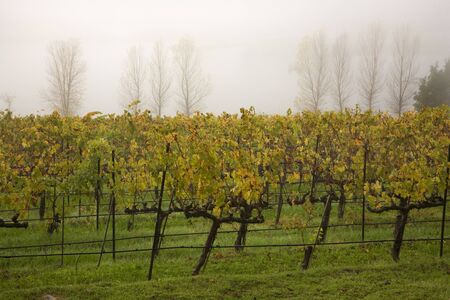 Napa Vineyards in the Morning Fog Californiaの写真素材