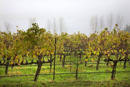 Napa Vineyards in the Morning Fog Californiaの写真素材