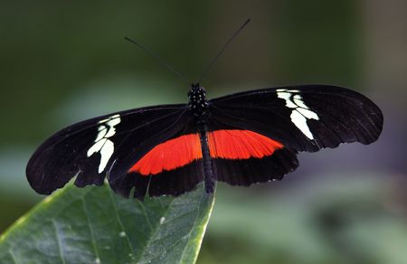 Red White Longwing Butterfly, Heliconius Melpomene, on green leaf with wings outretched