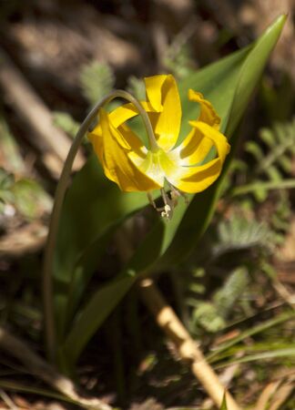 Yellow Glacier Lily Erythronium Grandiflorum Mount Rainier Sunrise Wildflowers の写真素材