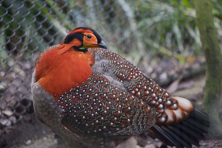 Blyth's Tragopan Blythii Pheasant Red Feathers Head Native of Bhutan