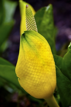 Yellow Skunk Cabbage, Symplocarpus Foetidus Blossom Flower Spring in Swamp in Washingtonの写真素材