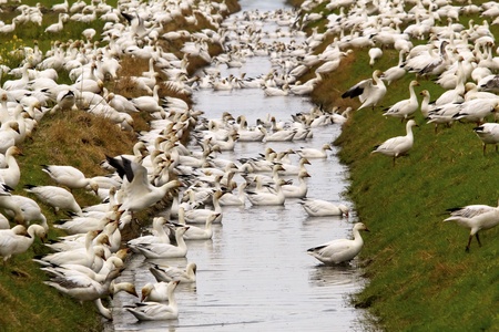 Snow Geese Flock Drinking Rain Ditch Grass Close Up  Skagit County Washingtonの写真素材