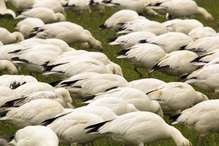 Snow Geese Flock Feeding Grass Close Up  Skagit County Washingtonの写真素材