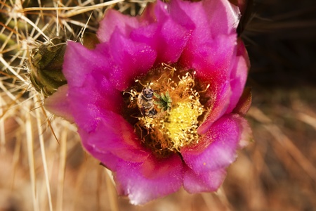 Pink Cactus Flower Blossum with Bee Arizonaの写真素材