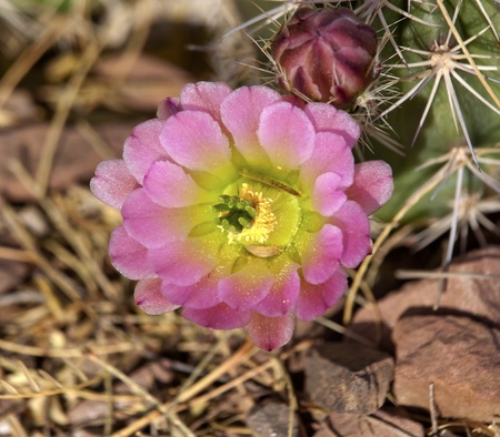 Pink Cactus Flower Blossum Desert Botanical Garden Papago Park Sonoran Desert Phoenix Arizonaの写真素材