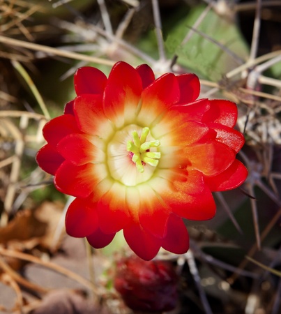 Red Cactus Flower Blossum Desert Botanical Garden Papago Park Sonoran Desert Phoenix Arizonaの写真素材