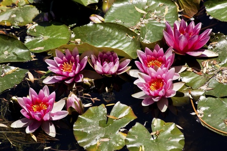 Pink Water Lillies Beijing Chinaの写真素材