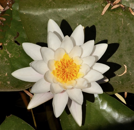 White Water Lilly Beijing Chinaの写真素材