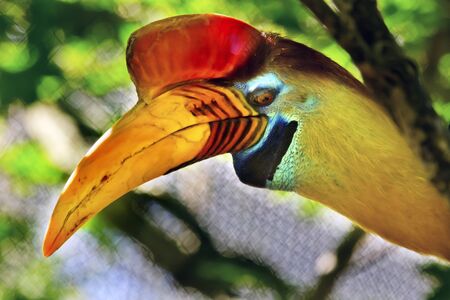 Male Knobbed Hornbill Sulawesi Wrinkled Hornbill Close Up Aceros Cassidix Large Bird Yellow Beakの写真素材