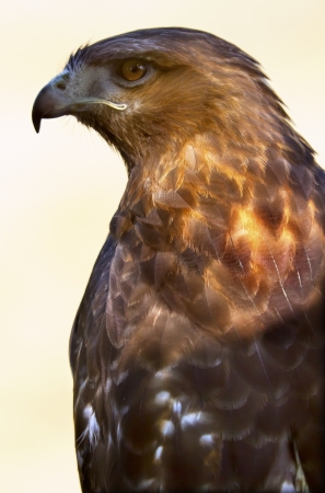 Red Tailed Hawk Buteo Jamaicensis Brown Feathers, Beak, Brown Eye, Chickenhawk
の写真素材