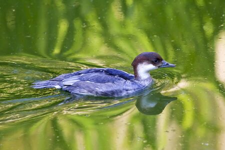 Female Smew Duck Swimming with Reflection Close Up Mergellus Albellusの写真素材