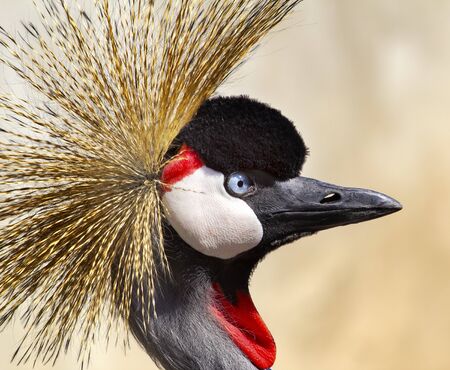 Southern Crowned Crane Balearica Regulorumの写真素材