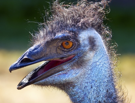Hairy Emu Head Close Up Orange Eyeの写真素材