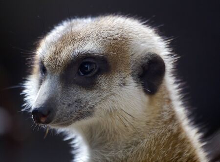 Meerkat Suricate Suricata Suricatta Small Mammal from Kalahari Desert in Botsawana Nambiaの写真素材