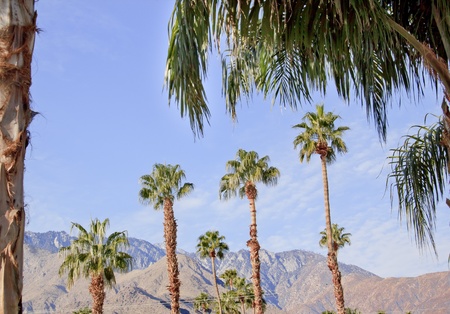 Fan Palms Trees Palm Springs California washingtonia filiferaの写真素材