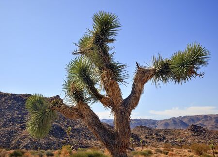 Joshua Tree Landscape Yucca Brevifolia Mojave Desert Joshua Tree National Park California Named by the Mormon Settlers for Joshua in the Bible because the branches look like outstretched handsの写真素材