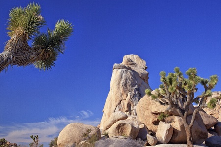 Rock Joshua Tree Big Rocks Yucca Brevifolia Mojave Desert Joshua Tree National Park California Named by the Mormon Settlers for Joshua in the Bible because the branches look like outstretched handsの写真素材
