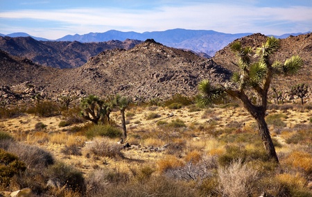 Joshua Tree Landscape Yucca Brevifolia Mountains Mojave Desert Joshua Tree National Park California Named by the Mormon Settlers for Joshua in the Bible because the branches look like outstretched handsの写真素材