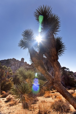 Joshua Tree Sun Flare Landscape Yucca Brevifolia Mojave Desert Joshua Tree National Park California Named by the Mormon Settlers for Joshua in the Bible because the branches look like outstretched handsの写真素材