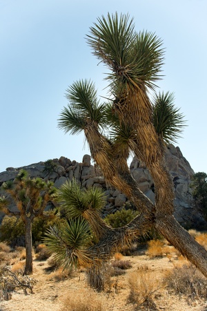 Twisted Joshua Tree Landscape Yucca Brevifolia Mojave Desert Joshua Tree National Park California Named by the Mormon Settlers for Joshua in the Bible because the branches look like outstretched handsの写真素材