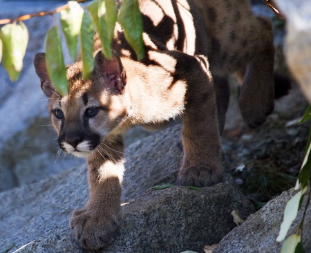 Young  Mountain Lion Kitten, Cougar, Puma Concolor Predator, on Rocky Mountainの写真素材