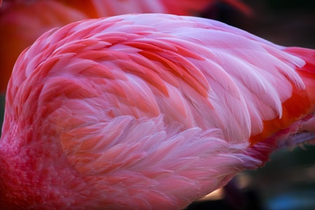 Pink Orange Caribbean Flamingo Feathers, Phoenicopterus ruber, Orange and pink feathers Also called Rosy Flamingo and American Flamingo Only flamingo native to North Americaの写真素材