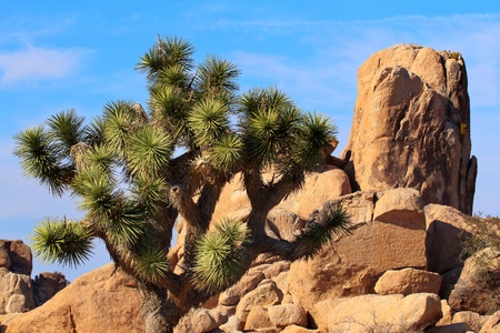Joshua Tree Big Rocks Yucca Brevifolia Mojave Desert Joshua Tree National Park California Named by the Mormon Settlers for Joshua in the Bible because the branches look like outstretched handsの写真素材