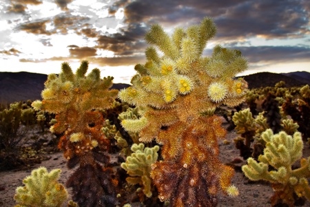 Cholla Cactus Garden Sunset Mojave Desert Joshua Tree National Park California  Tall Teddy bear Cholla Cactus Cylindropuntia bigelovii Named for a teddy bear because from distance looks furry.の写真素材