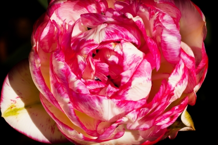 Pink White Tulip Flower Open Black Background Skagit Valley Farm Washington State Pacific Northwestの写真素材