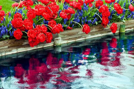 Red Tulips Blue Grape Hyacinths Muscari Flowers Reflection Skagit Valley Farm Washington State Pacific Northwestの写真素材