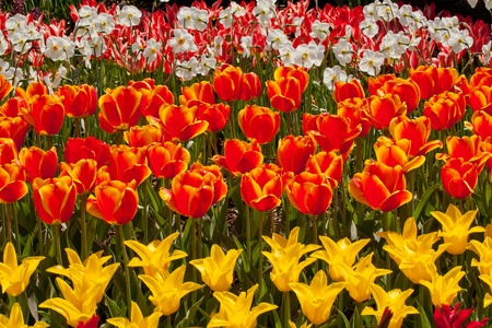 Red Yellow Tulips Flowers Skagit Valley Farm Washington State Pacific Northwestの写真素材