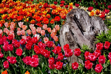 Colorful Tulips Flowers Wood Skagit Valley Farm Washington State Pacific Northwestの写真素材