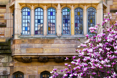 Yale University Victorian Windows Reflection, Magnolia, Spring, New Haven Connecticutのeditorial素材