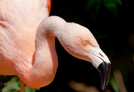Pink Chilean Flamingo, Phoenicopterus chilensis, Looking for Food with Orange white and pink feathers, yellow eye, black beakの写真素材