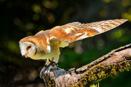 Barn Owl Tyto Albaの写真素材