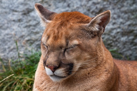 Not Really Mountain Lion Closeup Head, Cougar, Puma Concolor Predator, Napping on Rocky Mountainの写真素材