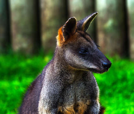 Wallaby Macropus agilus, Closeup Head, from Australia, smaller than Kangarooの写真素材