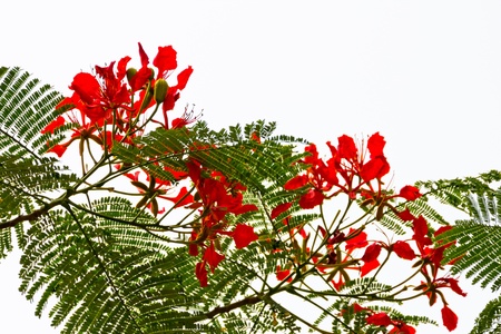 Bright Red Orange Flame Tree Green Fern Leaves Silhouette Delonix Regia Hong Kong Royal Poinciana Flamboyant Krishnachura Gulmoharの写真素材