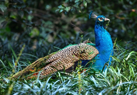 Blue Peacock Pavo Afopavo Feathersの写真素材