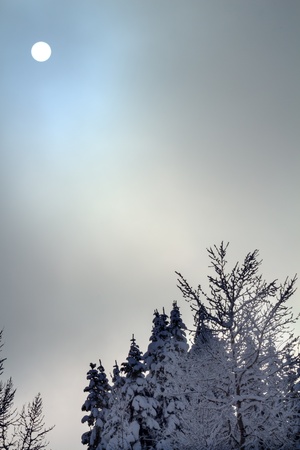 Sun Fog Snow Covered Trees on Snow Mountain at Snoqualme Pass Washington.の写真素材