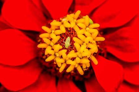 Red Zinnia Astereaceae Petals Blooming Green Bugの写真素材