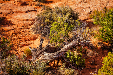 Utah Juniper Tree Sandstone Garden of Eden Arches National Park Moab Utah USA Southwest. の写真素材