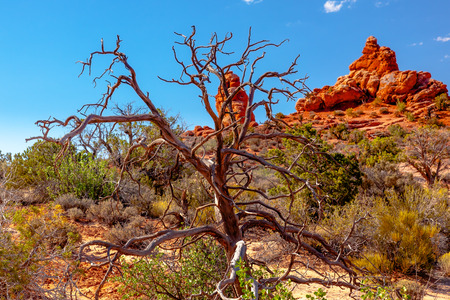 Juniper Tree Sandstone Hoodoos Windows Section Arches National Park Moab Utah USA Southwest. の写真素材