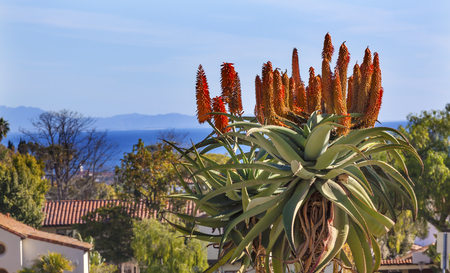Giant Tree Aloe Aloe Barberae Pacific Ocean Mission Santa Barbara California   の写真素材