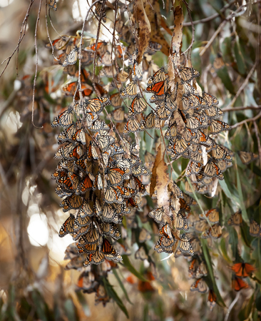 Thousands of Monarch Butterflies Migration Breeding Ellwood Mesa Butterfly Garden Goleta California の写真素材