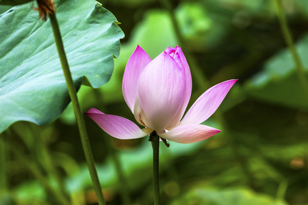 Pink Lotus Blooming and Close Up  Lotus Pond Temple of the Sun Beijing China Chinaの写真素材