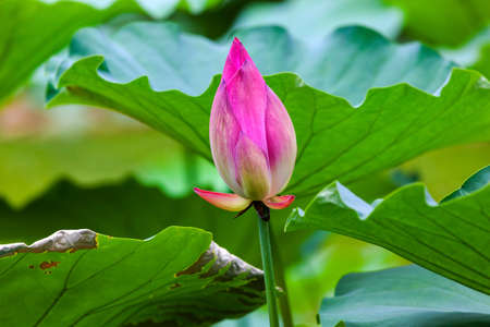 Pink Lotus Bud  Lily Pads Close Up  Lotus Pond Temple of the Sun Beijing China Chinaの写真素材