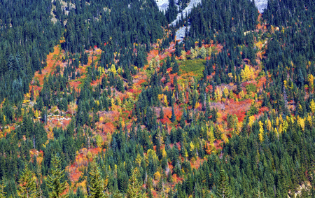 Fall Colors Mountain Sides Forest Stevens Pass Leavenworth Washingtonの写真素材